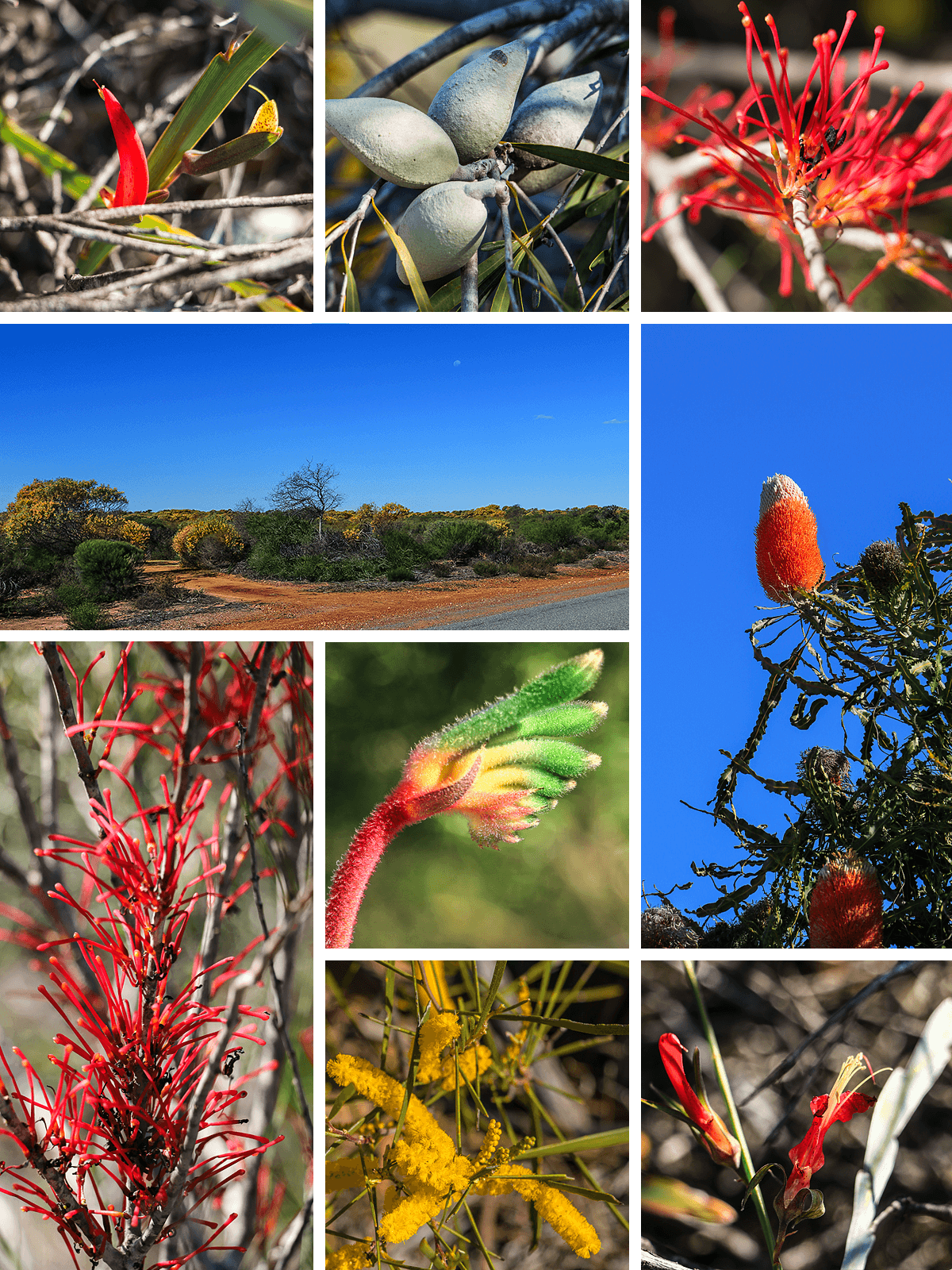flowers kalbarri, western australia