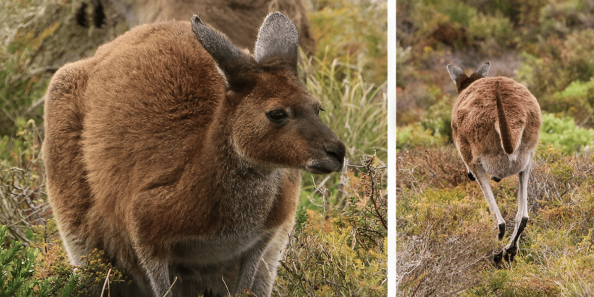 Kangaroo Point,Cervantes, western australia, born4travel.de