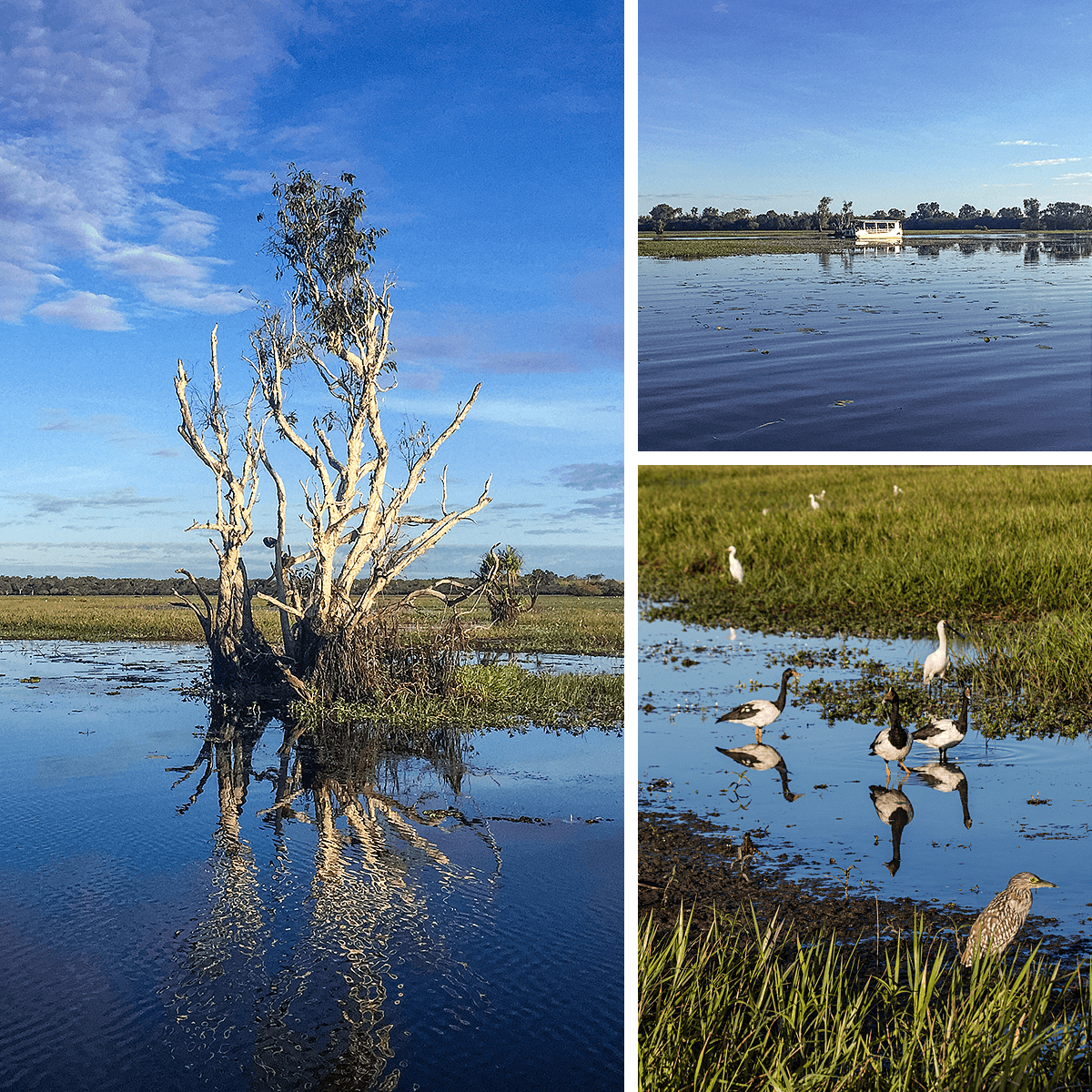 Yellow Water Morning Cruise,Kakadu NP,born4travel.de