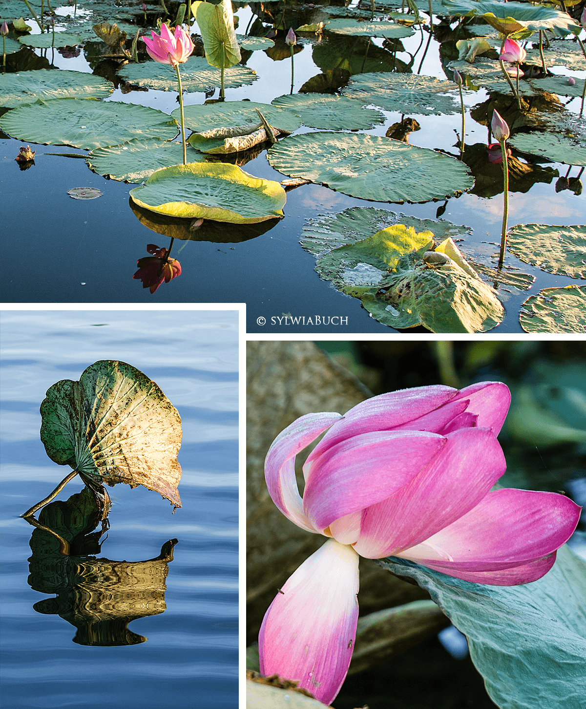 Yellow Water Morning Cruise,Kakadu NP,born4travel.de
