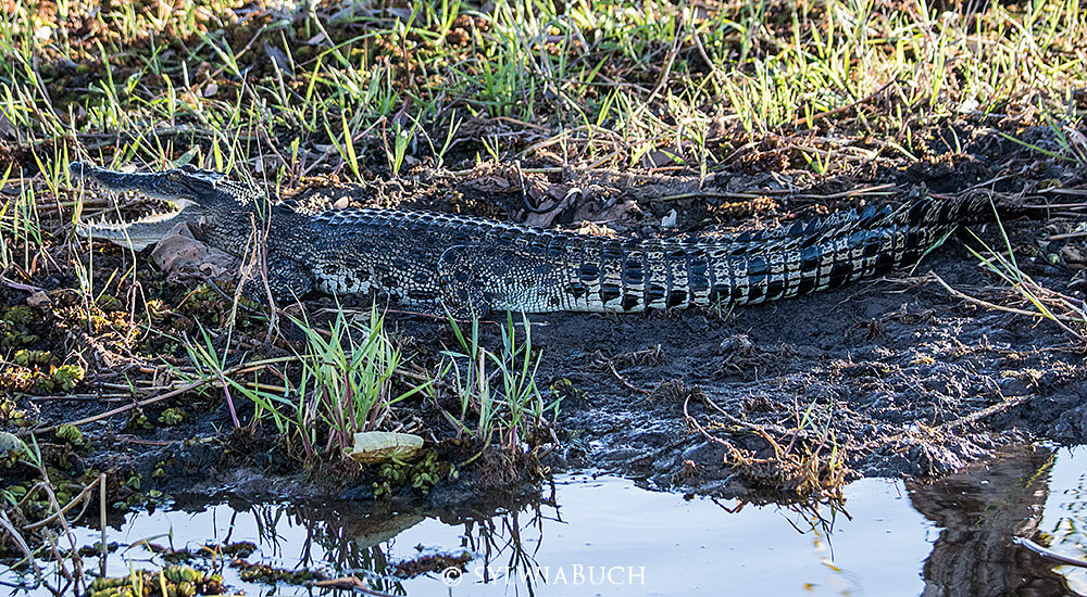 Yellow Water Morning Cruise,Kakadu NP,born4travel.de