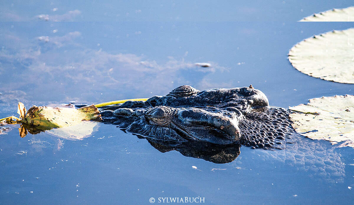 Yellow Water Morning Cruise,Kakadu NP,born4travel.de