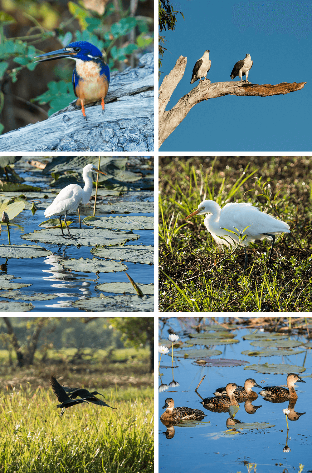 Yellow Water Morning Cruise,Kakadu NP,born4travel.de