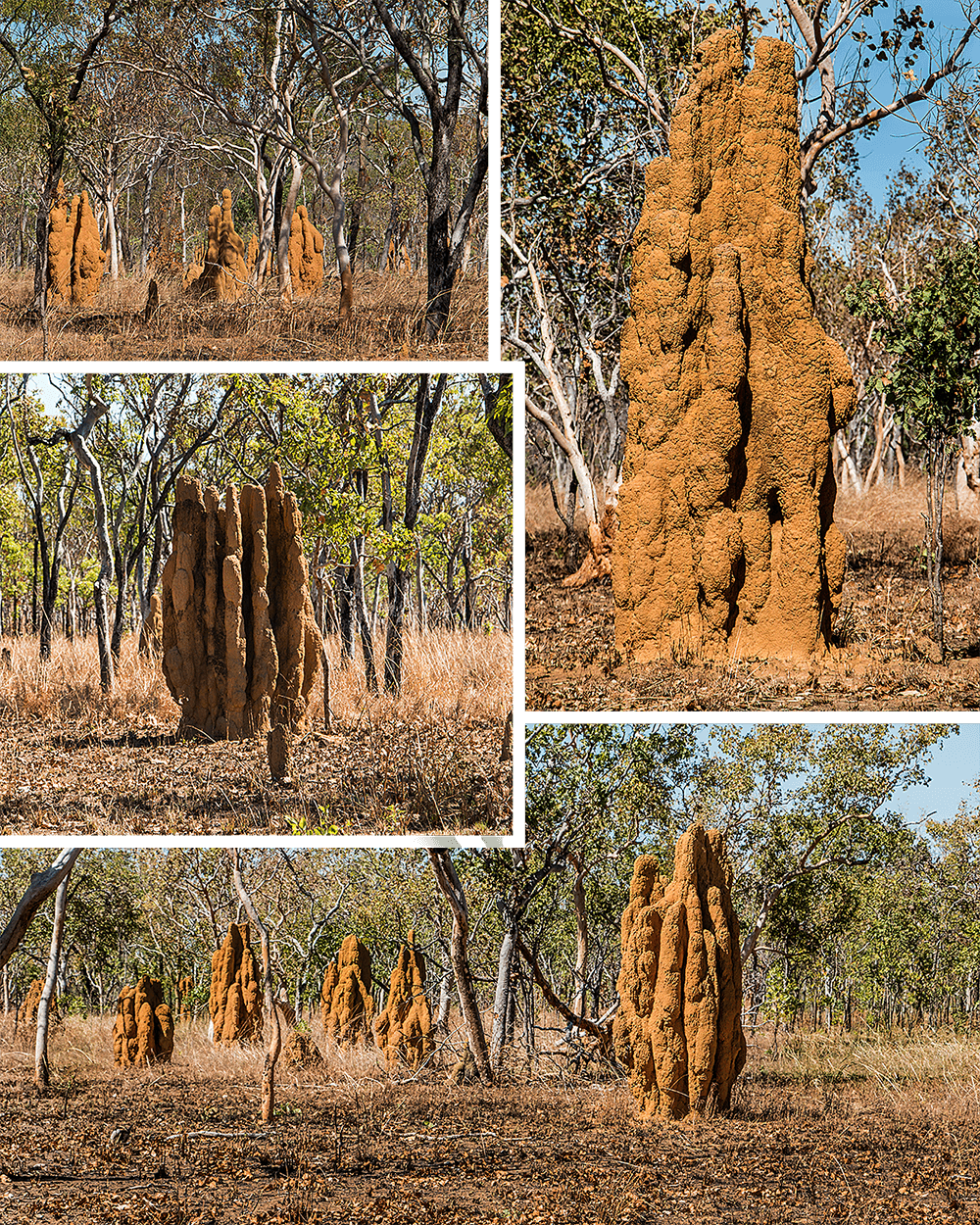 Termiten,Kakadu NP,born4travel.de