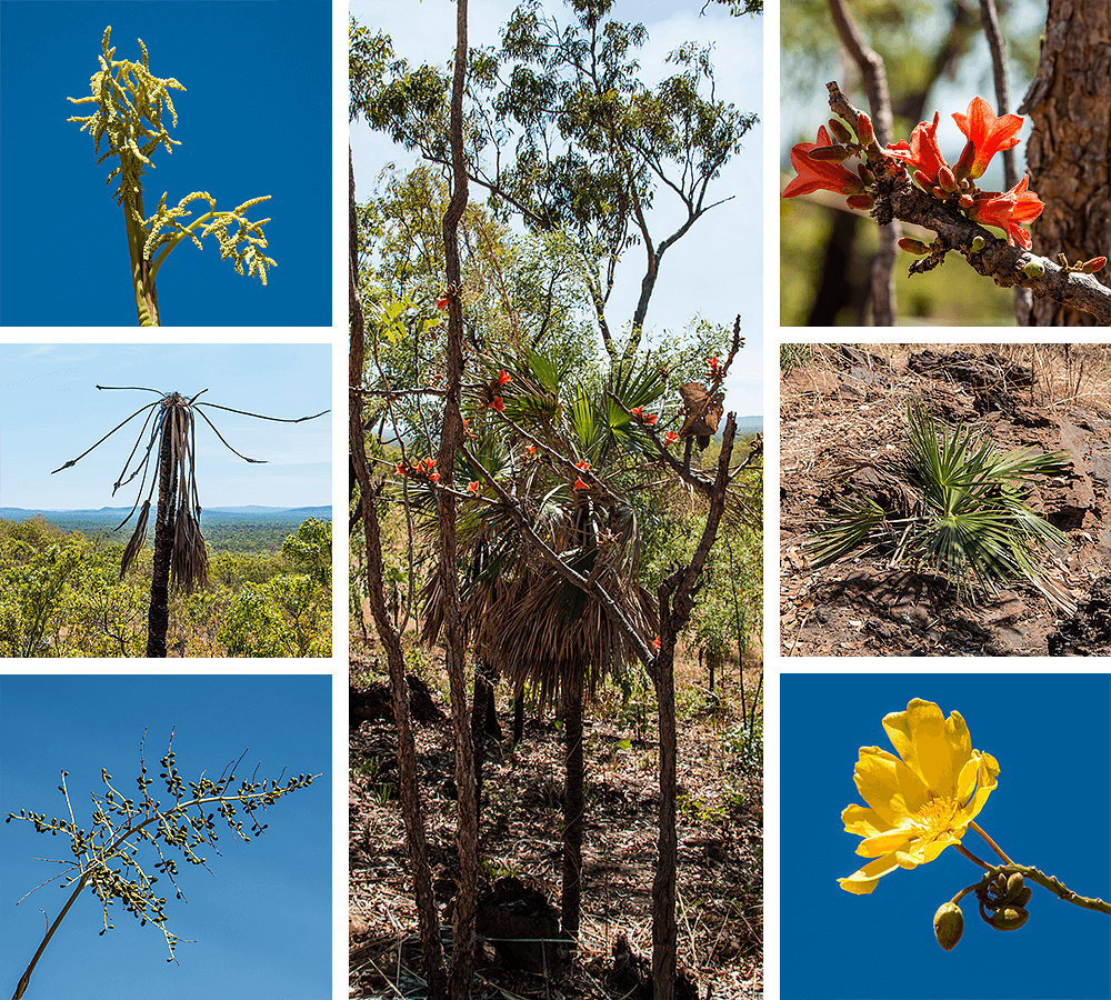Bukubukluk Lookout,Kakadu NP,born4travel.de