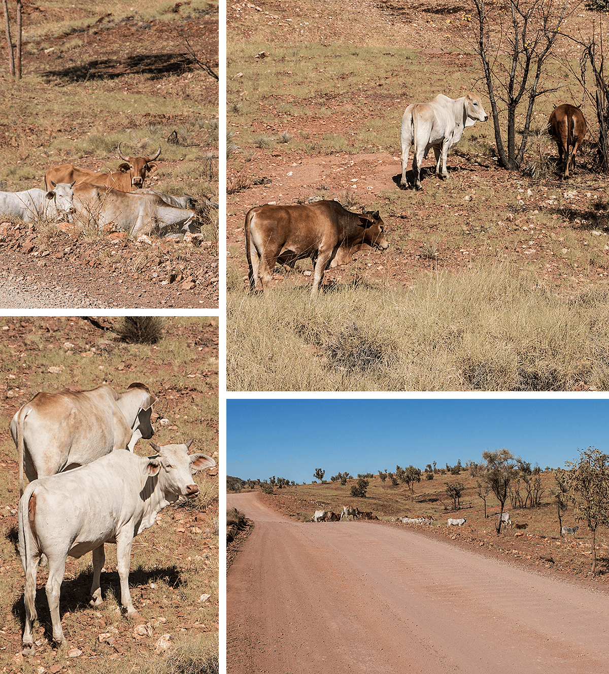 Punululu NP,Bungle Bungle,born4travel.de Punululu NP,Bungle Bungle,born4travel.de