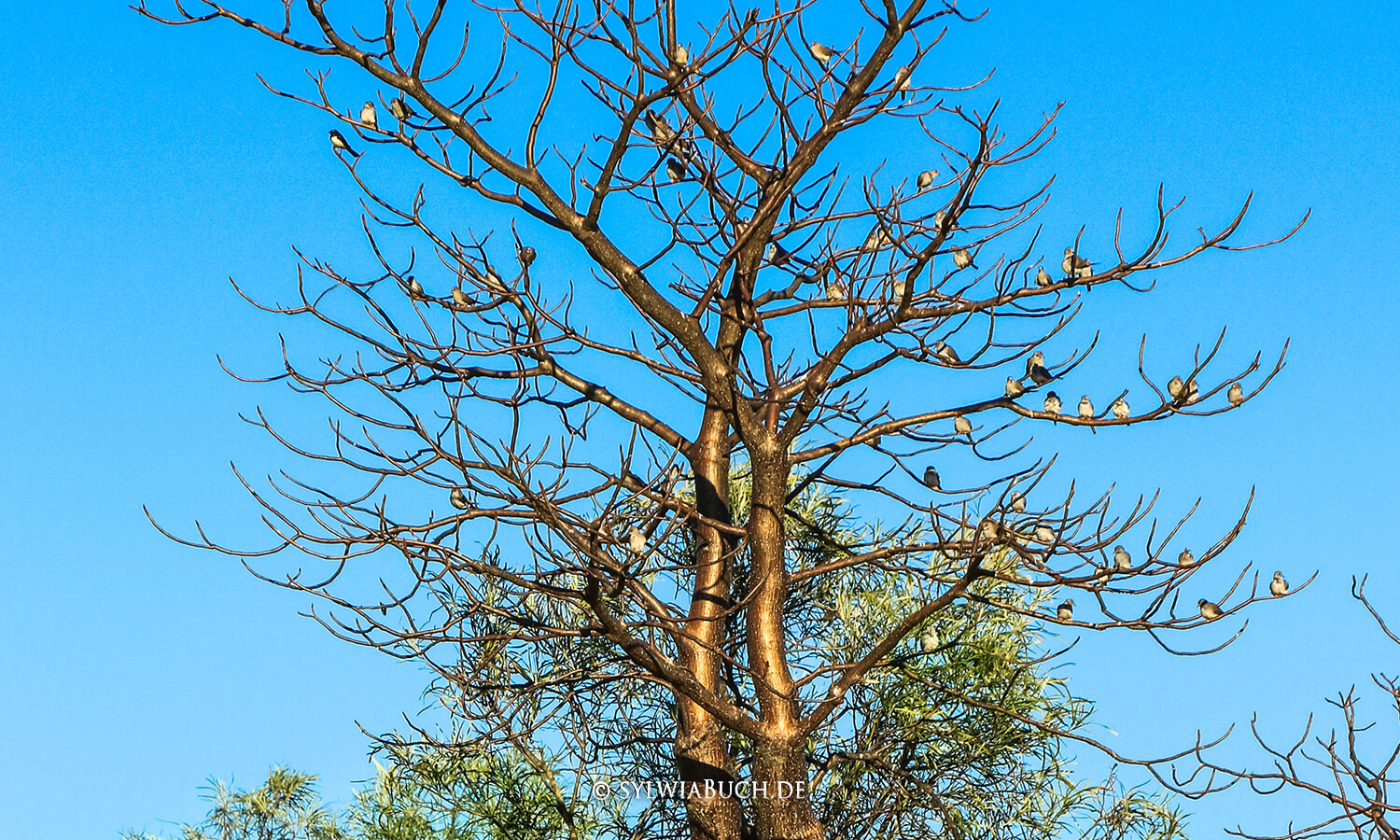  Boab – Baobab – Larrkardiy,Australien,born4travel.de