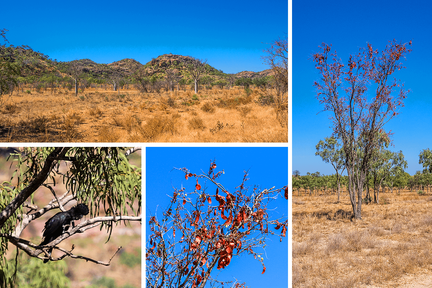 Gibb River Road,Australien,born4travel.de