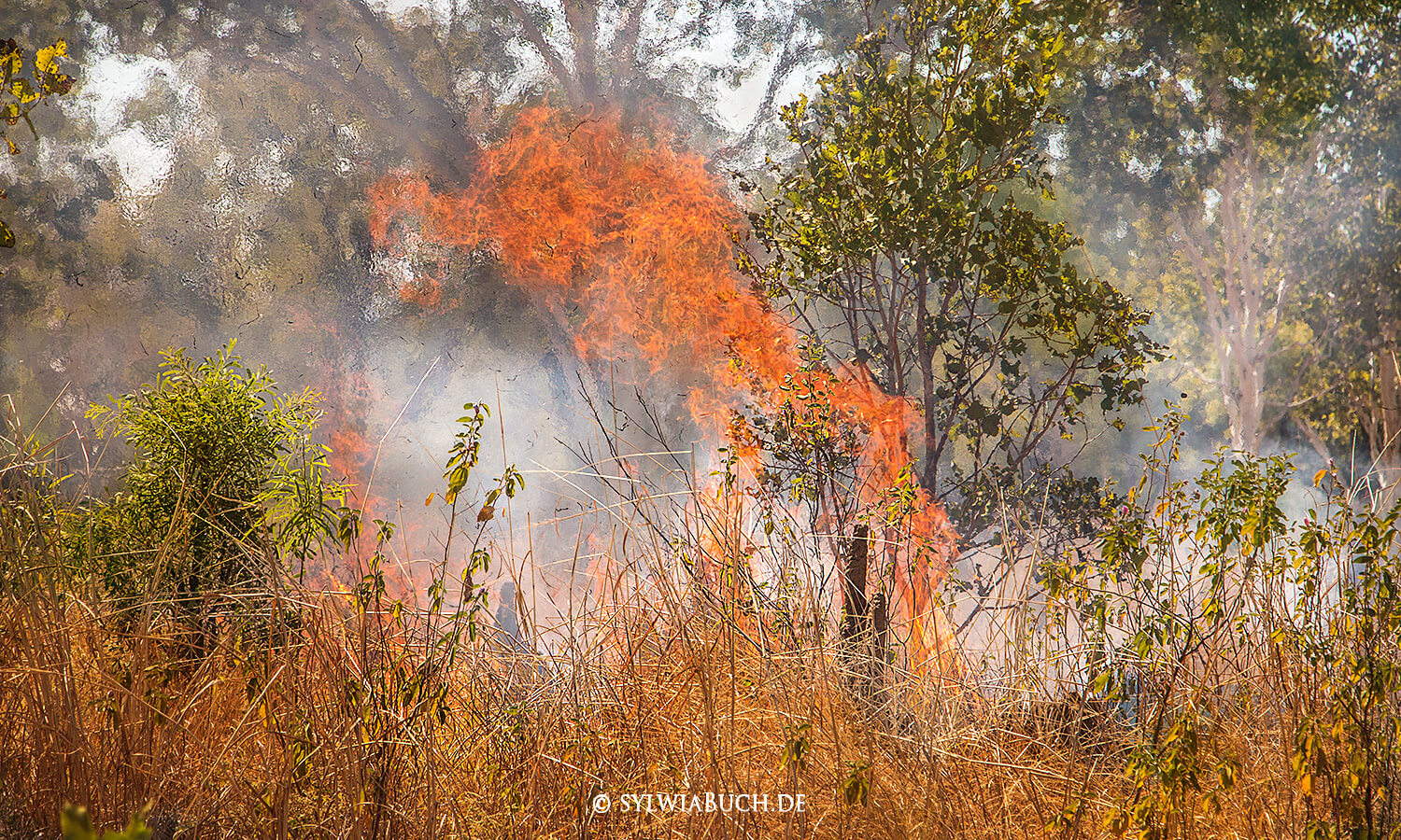 Bushfire, Buschfeuer,Feuer,Northern Territory,australien,born4travel.de Bushfire, Buschfeuer,Feuer,Northern Territory,australien,born4travel.de
