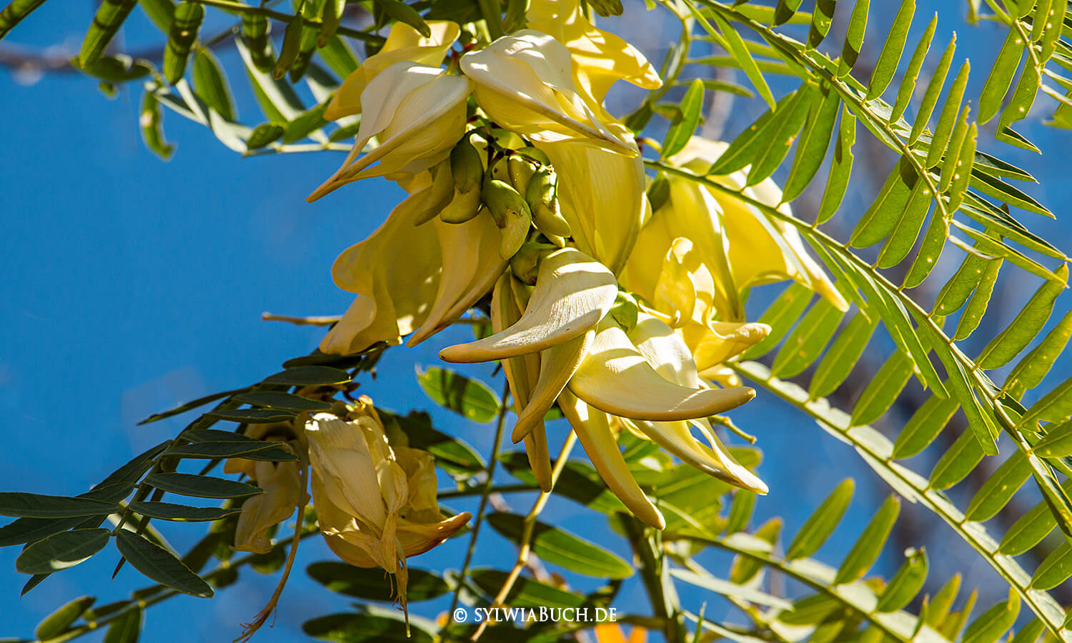 Freshwater East Kimberley Apartments,Kununurra,Western Australia,australien,born4travel.de Freshwater East Kimberley Apartments,Kununurra,Western Australia,australien,born4travel.de