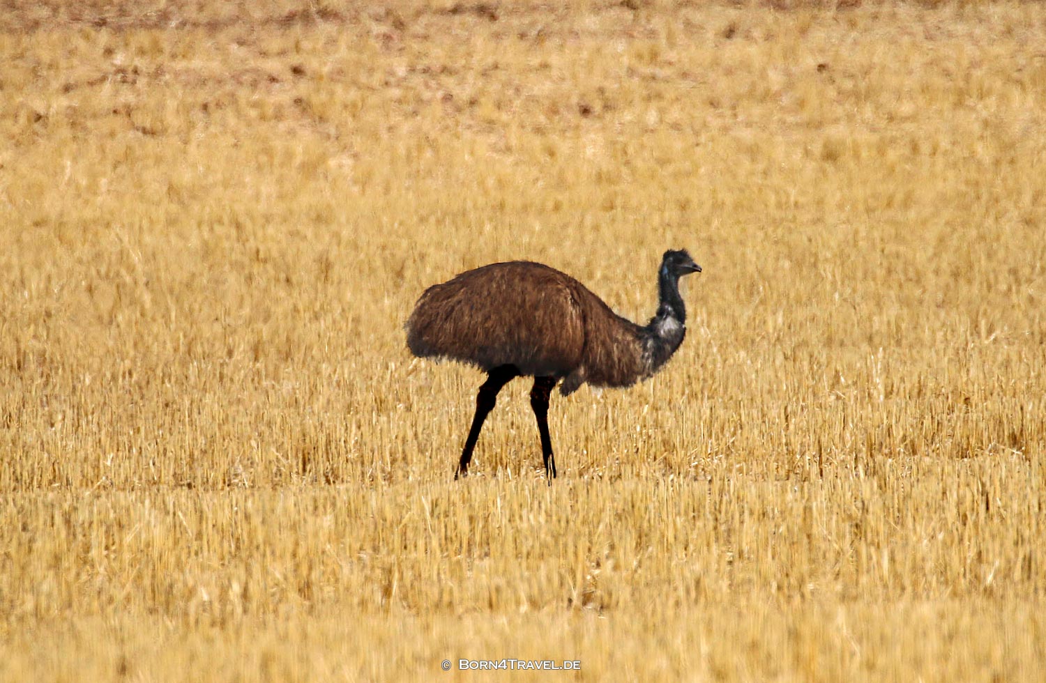 Adelaide,South Australia,born4travel.de Adelaide,South Australia,born4travel.de