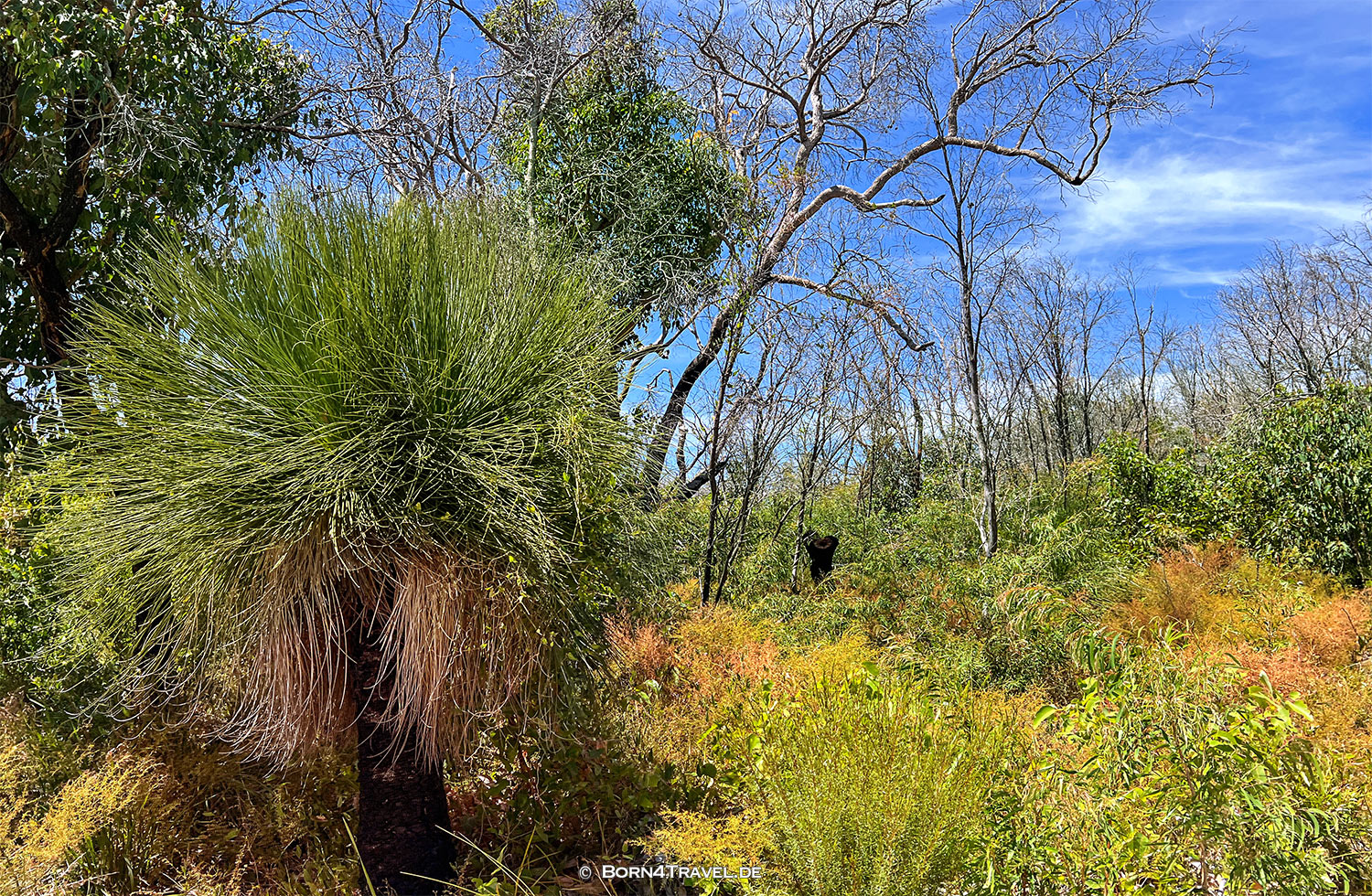 Boranup Forest,Western Australia,born4travel.de
