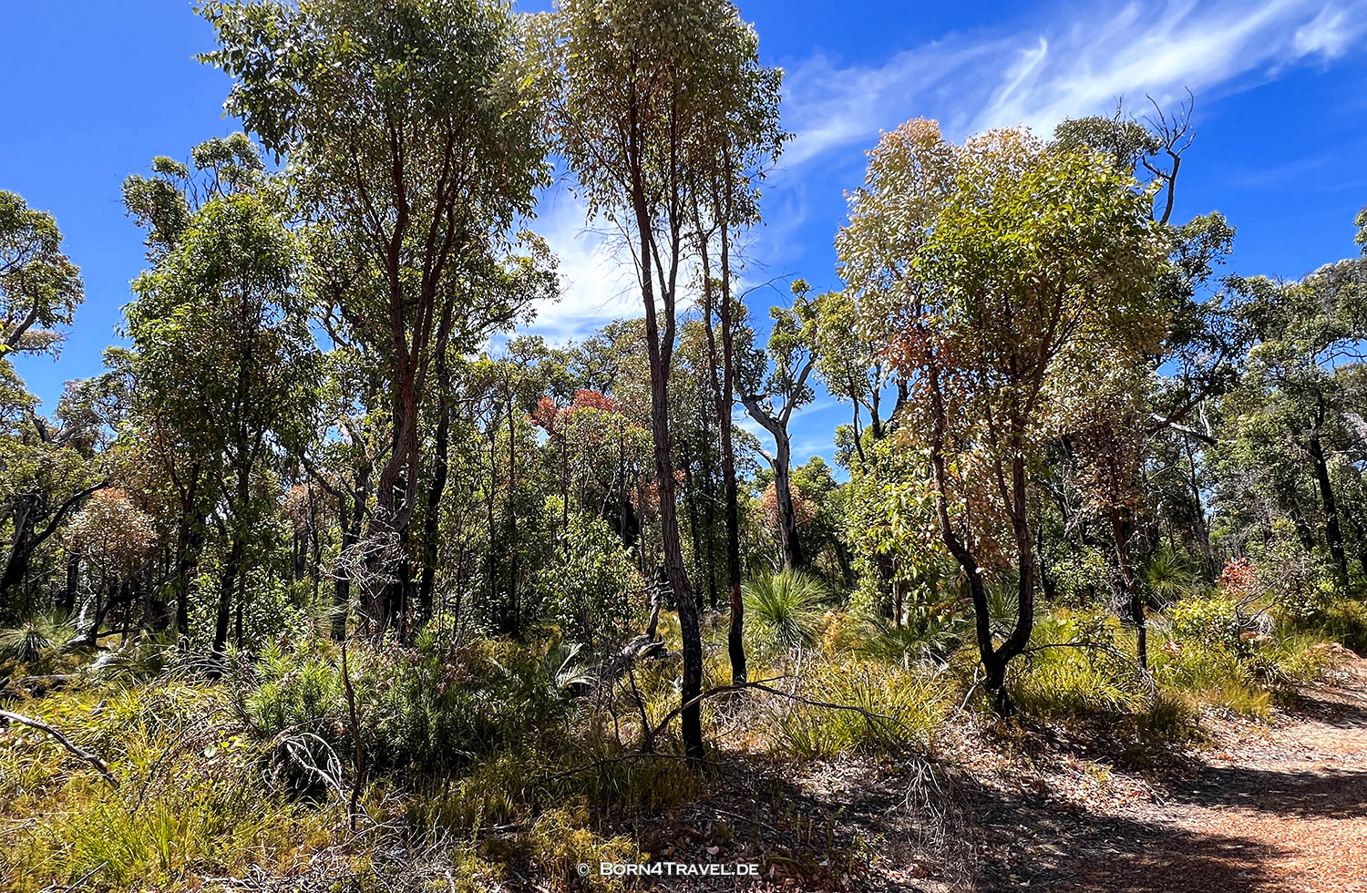 Boranup Forest,Western Australia,born4travel.de