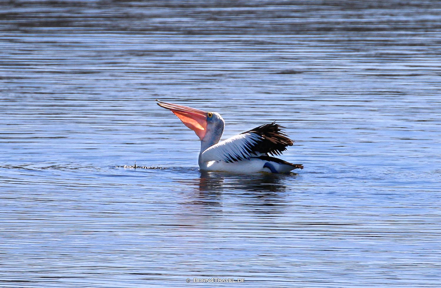 Seal on Kangaroo Island, Australia,born4travel.de