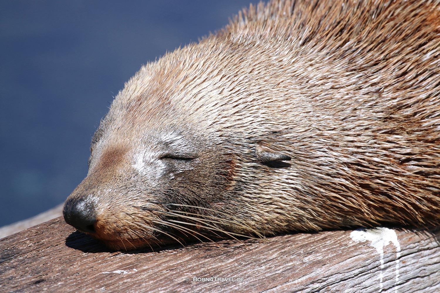 Seal on Kangaroo Island, Australia,born4travel.de