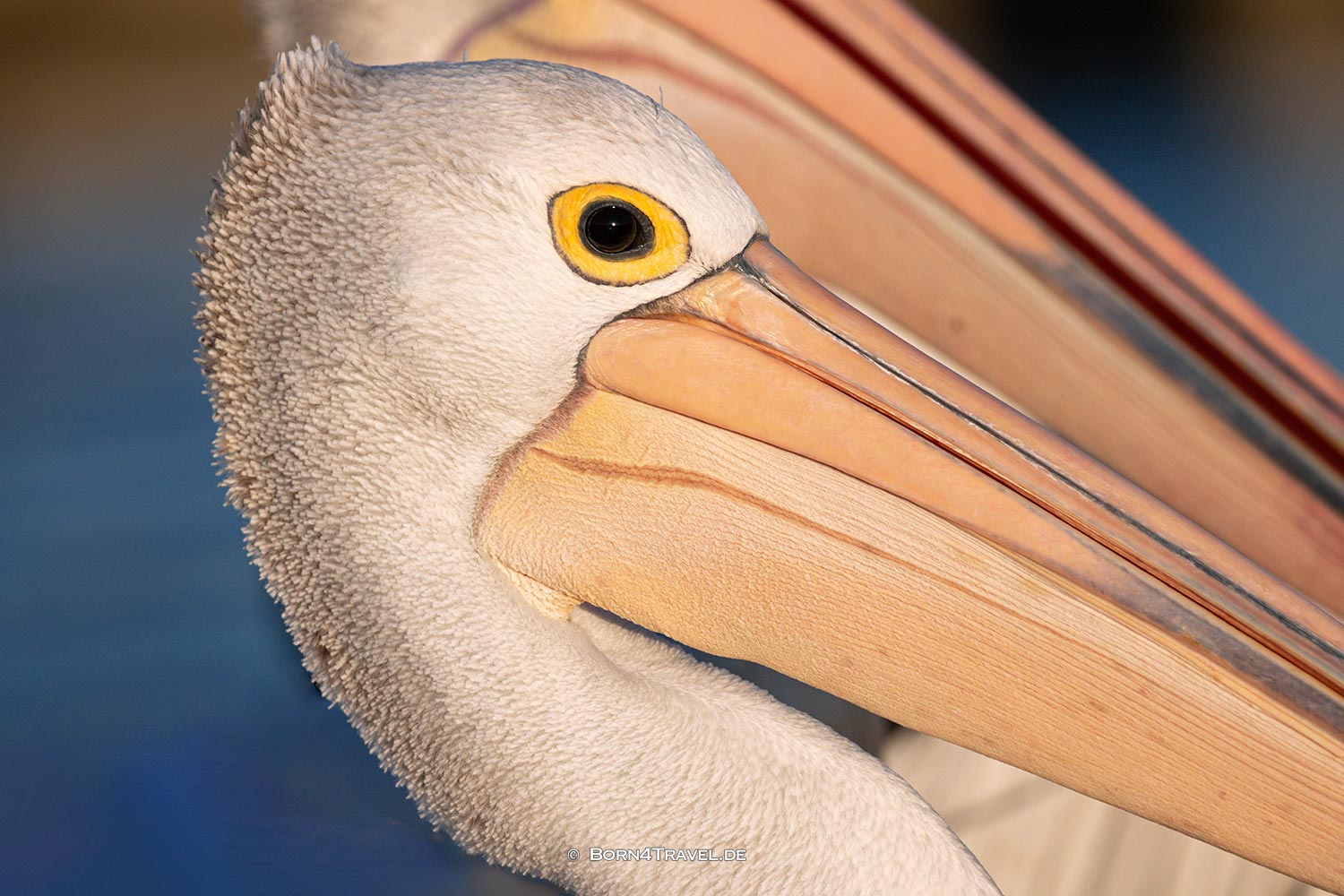 Pelikane on Kangaroo Island, Australia,born4travel.de