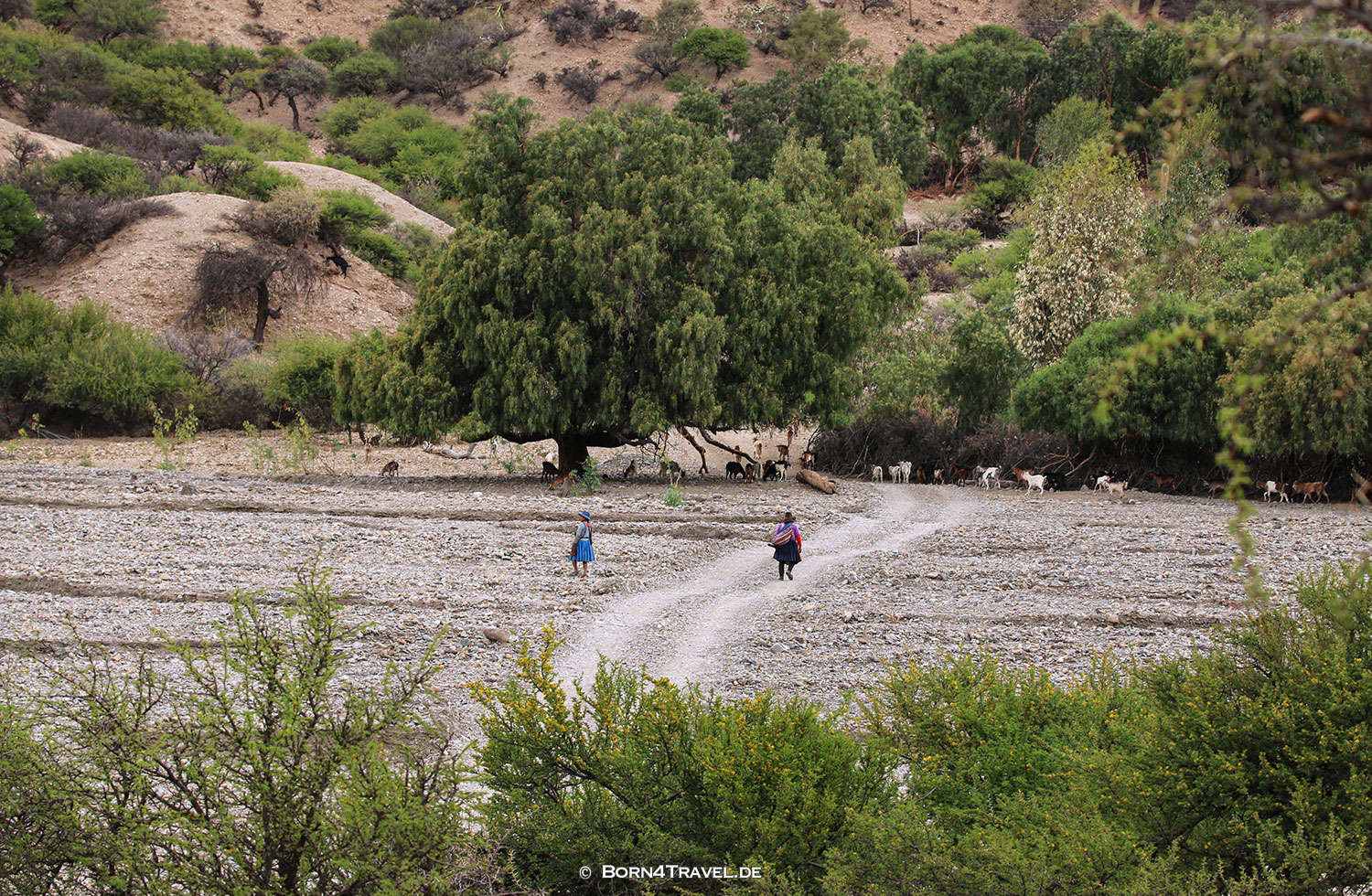 Lama near Tupiza,Bolivien,born4travel.de Lama near Tupiza,Bolivien,born4travel.de