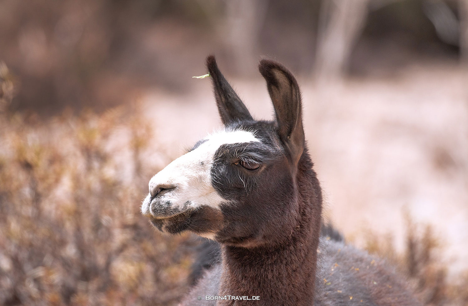Guanako,Bolivien,born4travel.de Guanako,Bolivien,born4travel.de