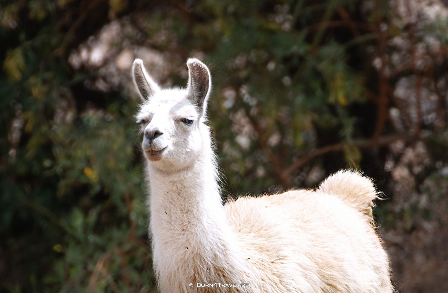 Guanako,Bolivien,born4travel.de Guanako,Bolivien,born4travel.de