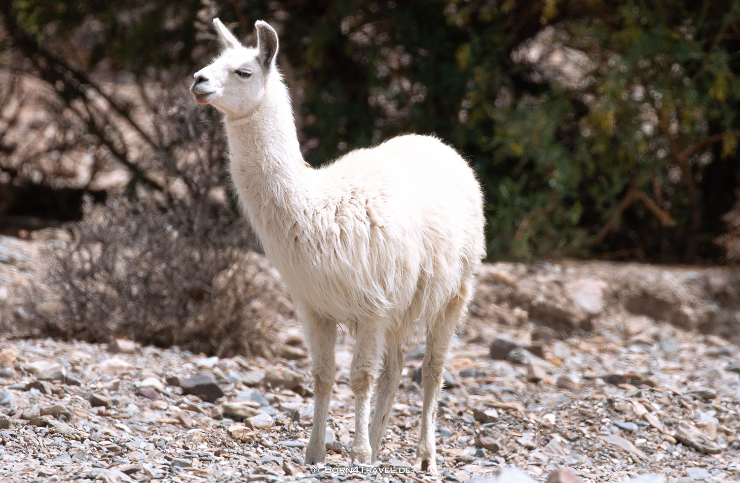 Guanako,Bolivien,born4travel.de Guanako,Bolivien,born4travel.de