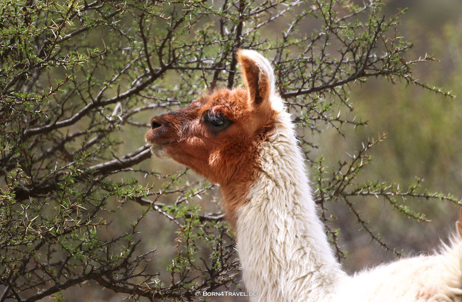 Guanako,Bolivien,born4travel.de Guanako,Bolivien,born4travel.de