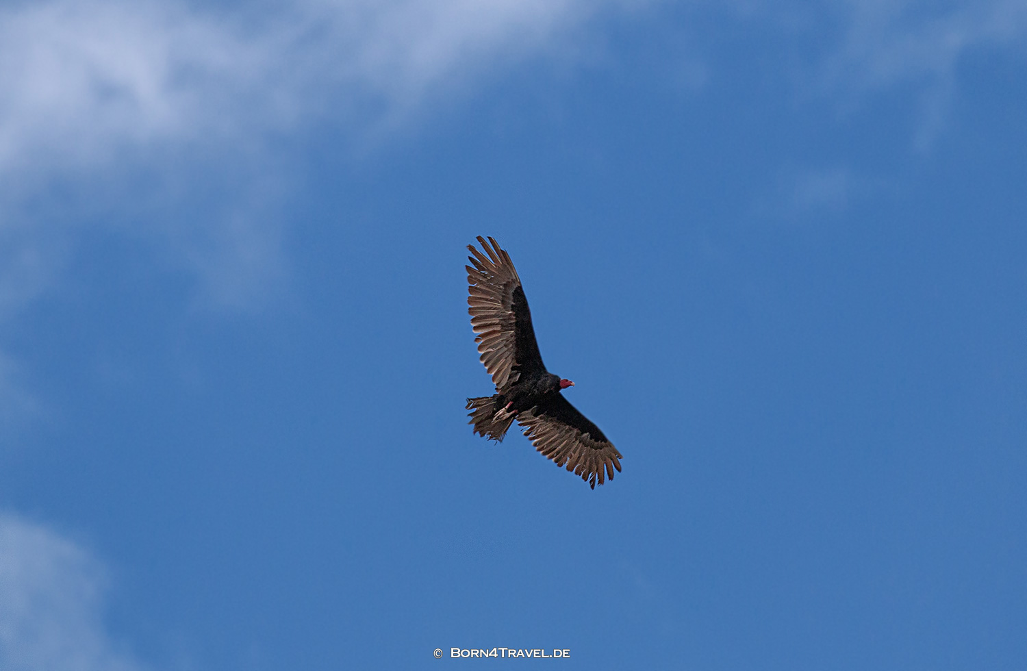 Andenkondor,Bolivien,born4travel.de Andenkondor,Bolivien,born4travel.de