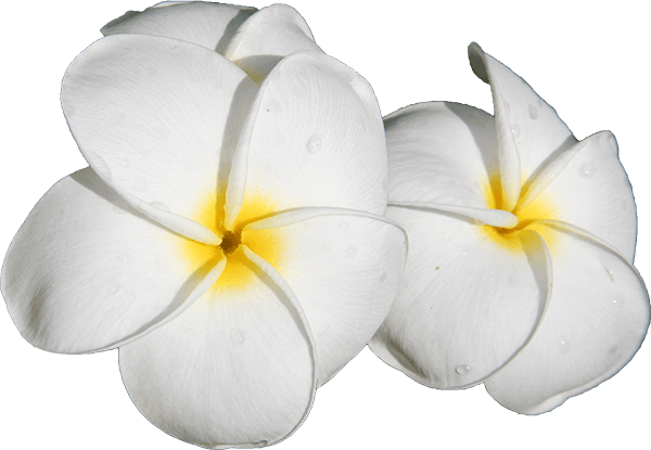 frangingi, Big Island,Hawaii,USA