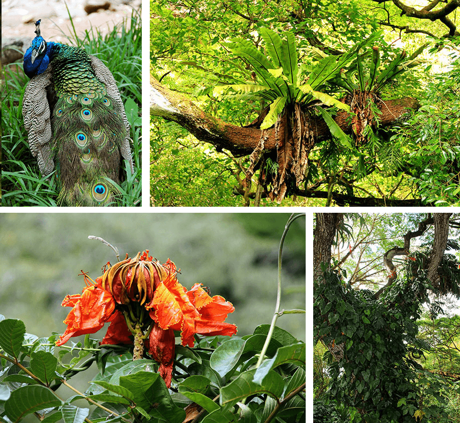 Waimea Arboretum, Oahu