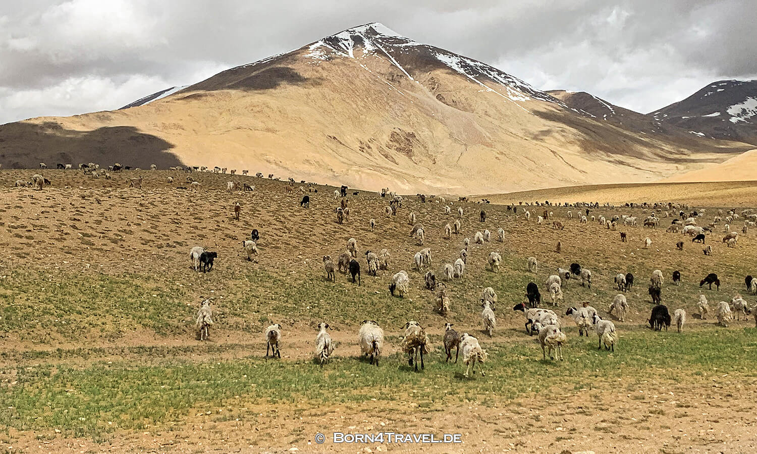 Changtang,Ladakh,Himalaya,Indien,born4travel.de