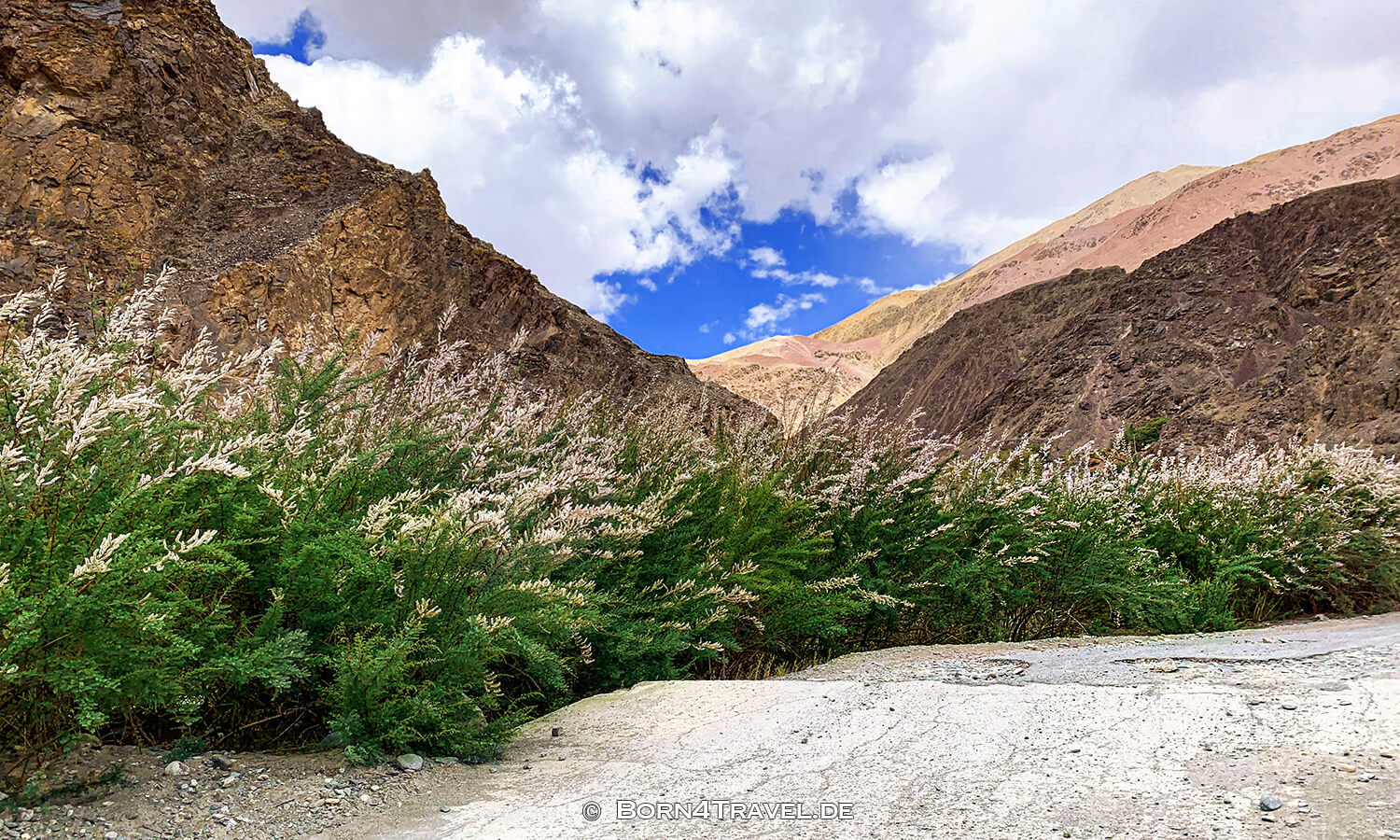 Changtang,Ladakh,Himalaya,Indien,born4travel.de