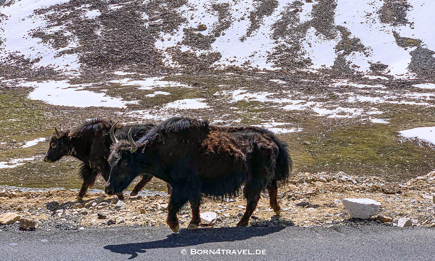 Khardung La,From Leh to Nubra Valley,Ladakh,Himalaya,Indien,born4travel.de