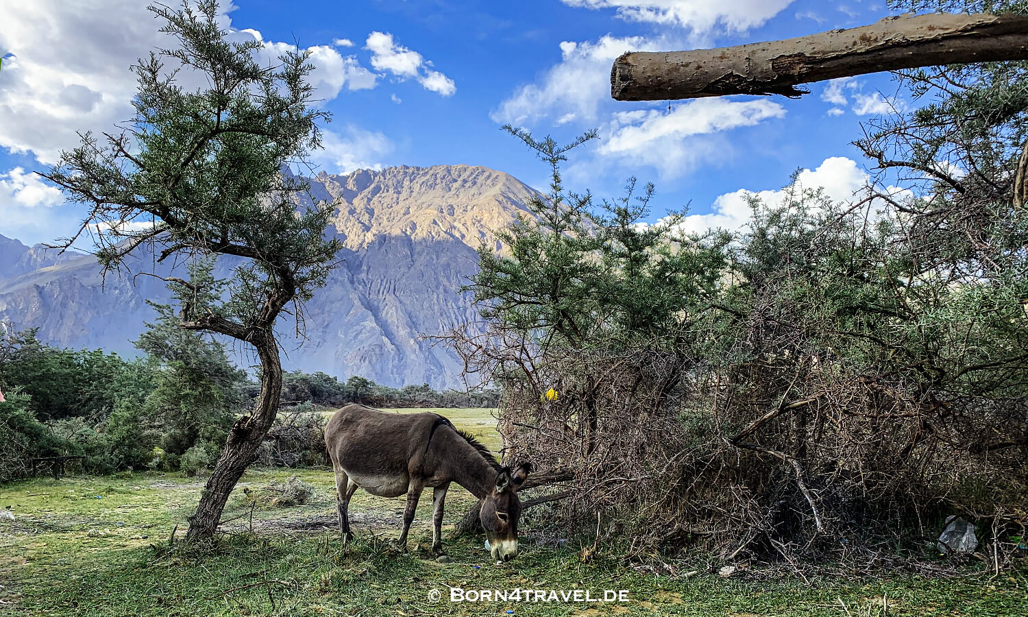 Sand Dunes Festival in Nubra Valley, July 2019,Ladakh,Himalaya,Indien,born4travel.de