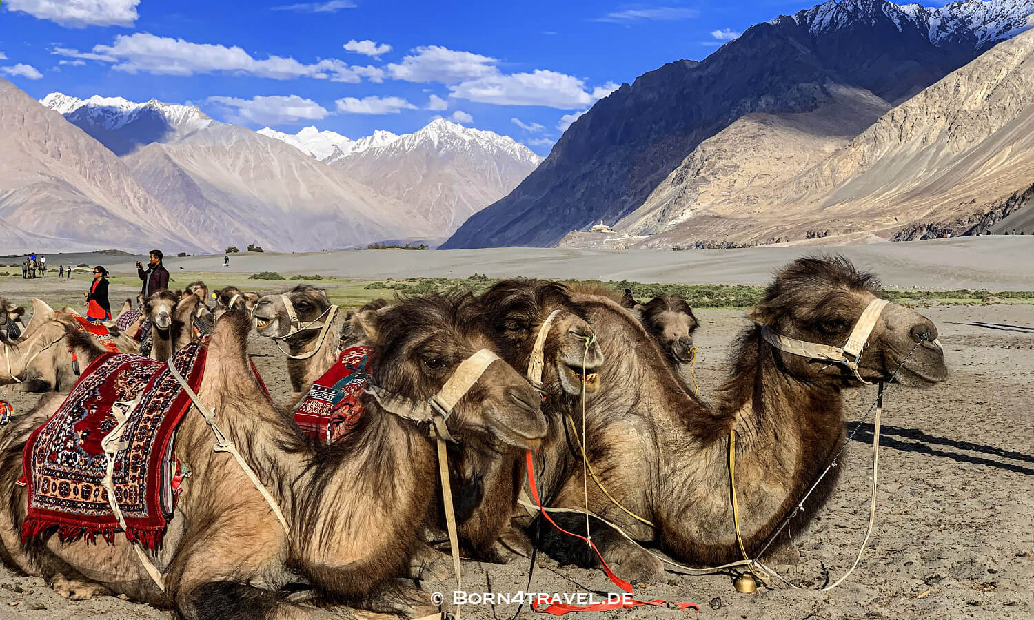 Sand Dunes Festival in Nubra Valley, July 2019,Ladakh,Himalaya,Indien,born4travel.de