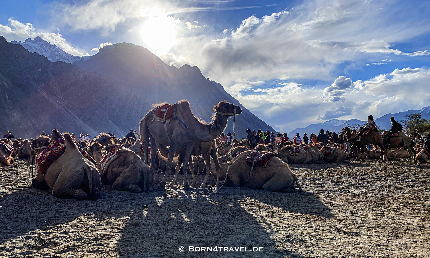 Sand Dunes Festival in Nubra Valley, July 2019,Ladakh,Himalaya,Indien,born4travel.de