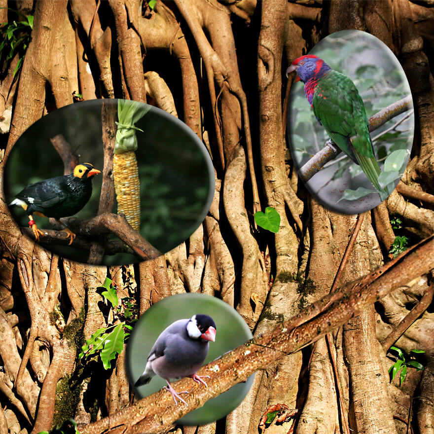 Hongkong Park,HKG Island Hongkong Park,HKG Island