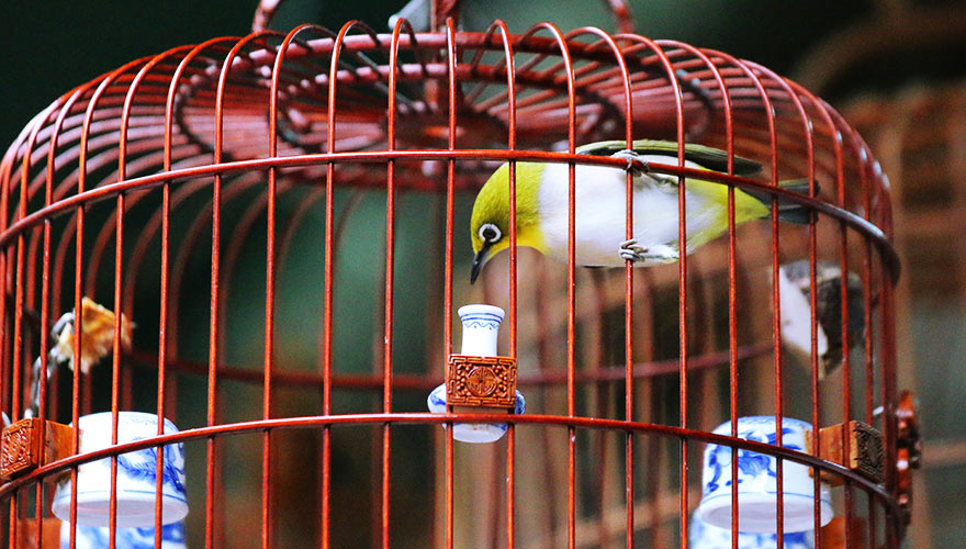 HongKong,bird market HongKong,bird market