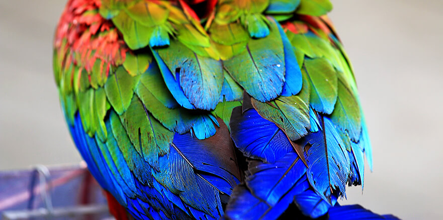 HongKong,bird market HongKong,bird market