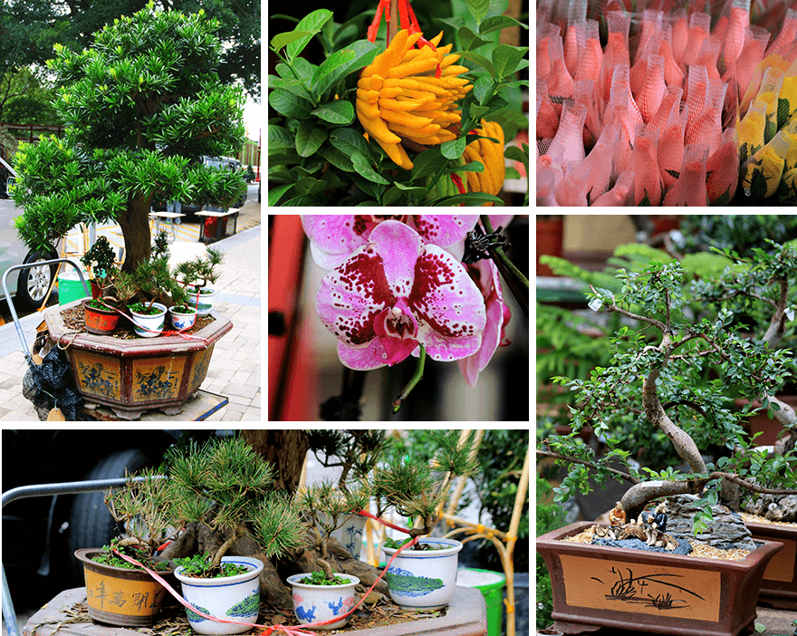HongKong,flower market HongKong,flower market