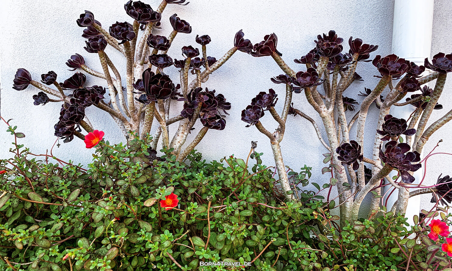 Procida,Reisebericht Italien,born4travel.de