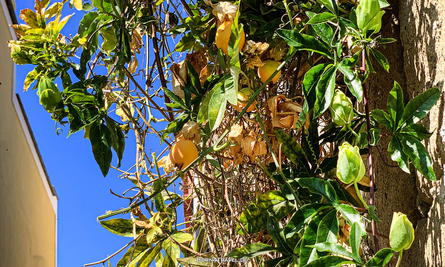 Procida,Reisebericht Italien,born4travel.de