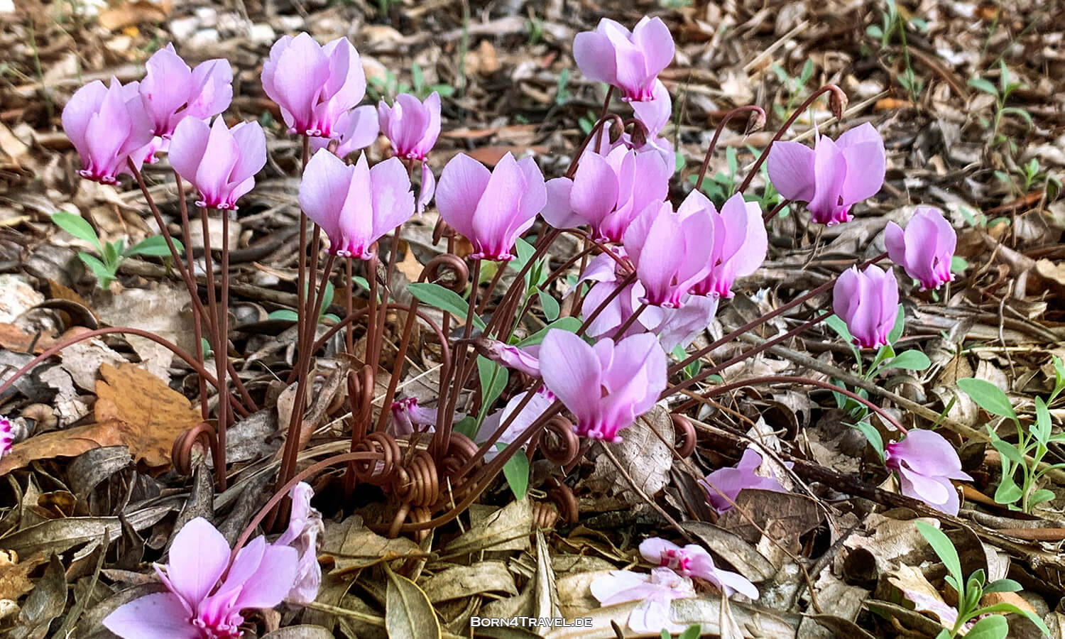 Dimora Casanoja bei Noci,Apulien,Puglia,Italien,born4travel.de