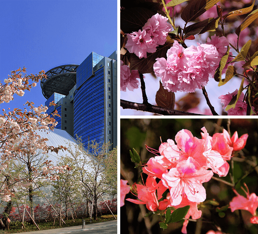 Chiyoda-ku,Kitanomaru-koen,Eastgardens of the Imperials Palaces,Tōkyō
