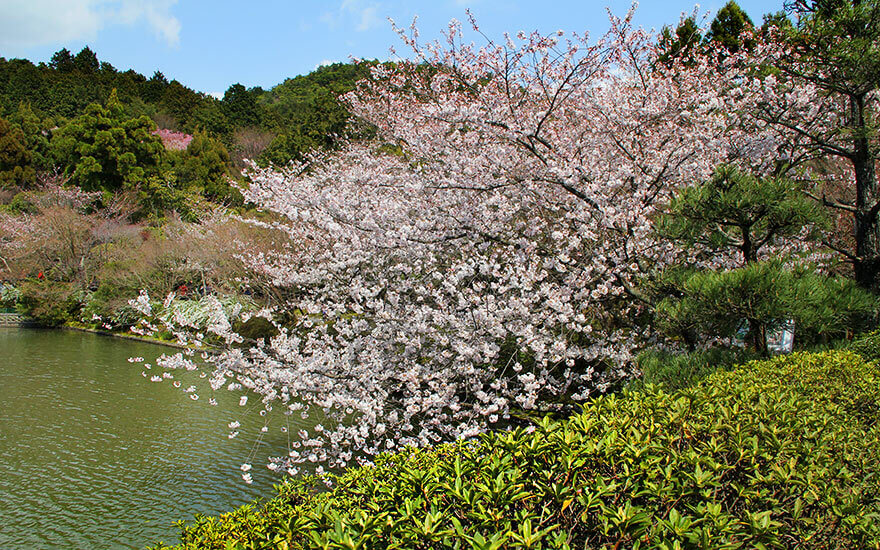 Ryoanji Temple,Zen Tempel,Kyoto