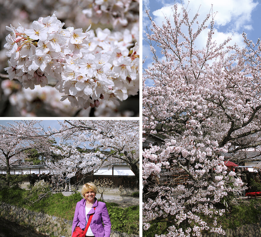 Philosophenweg,Philosopher's Walk, Kyoto