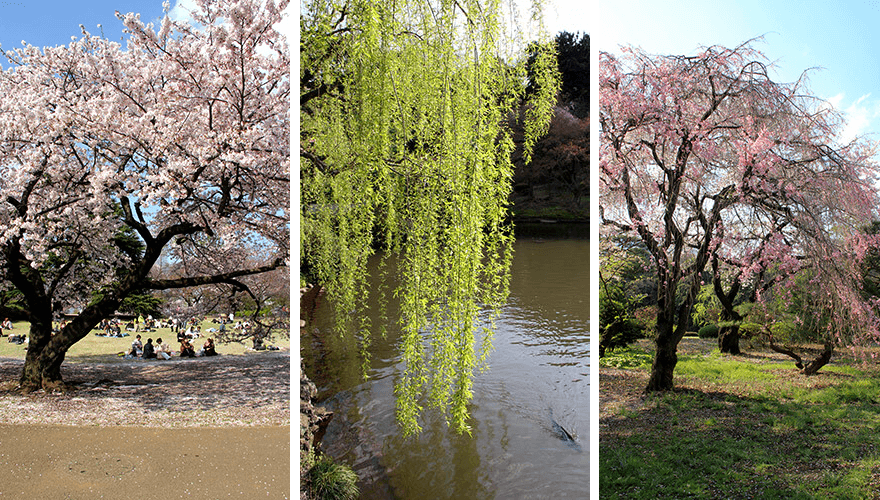 Shinjuku Garden,tokyo 