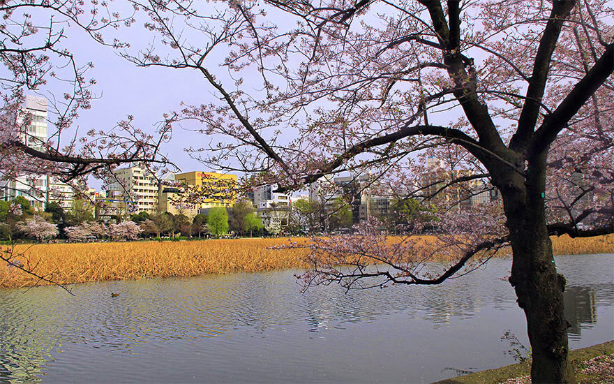 ueno Park,Tōkyō