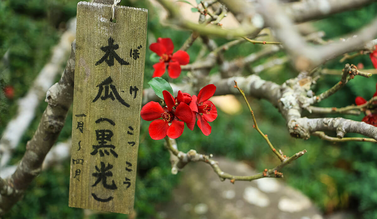 Kamakura, Hasedera,born4travel.de