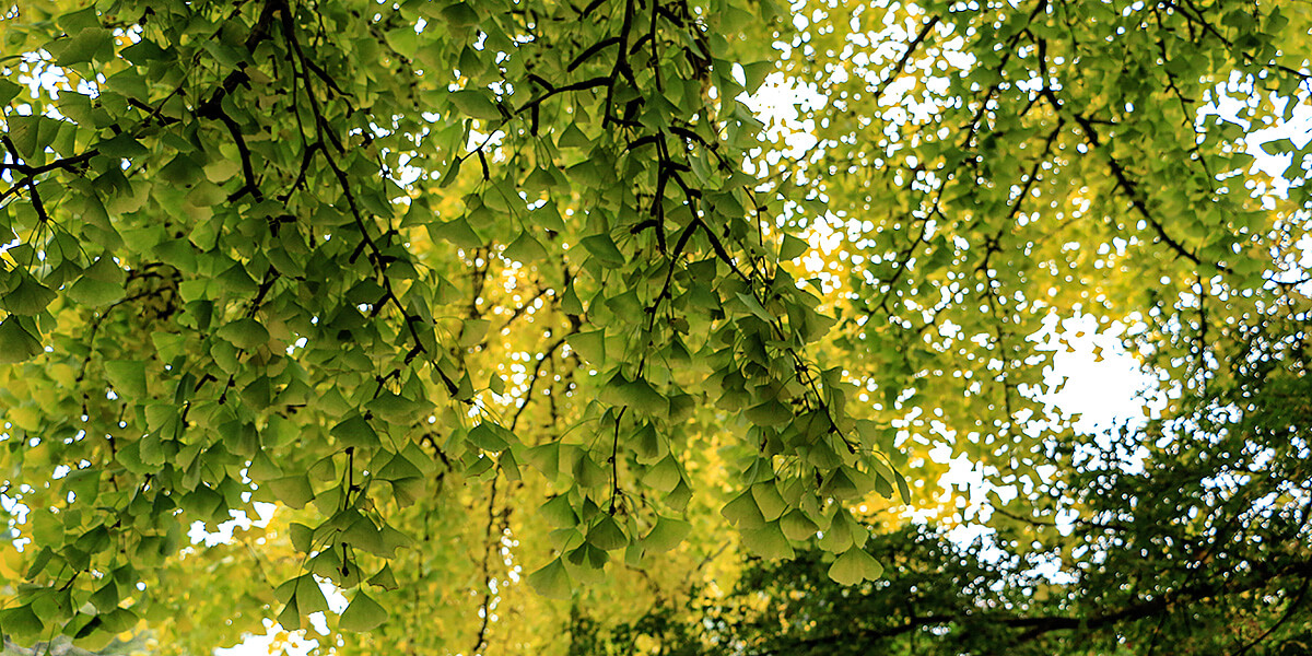 Kamakura,Daibutsu, Big Buddha,born4travel.de