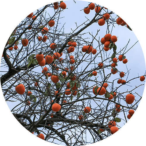 Japan, born4travel.de