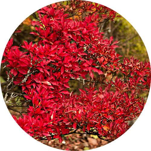 Japan, born4travel.de